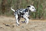 DALMATIEN 006